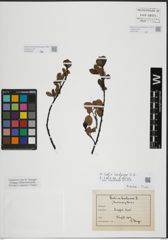 Foto von Salix herbacea L.